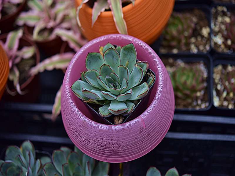 肉肉植物论坛,肉肉植物的养殖方法 第2张 肉肉植物论坛,肉肉植物的养殖方法 第2张