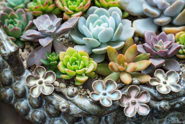 肉肉植物论坛,肉肉植物的养殖方法 第1张 肉肉植物论坛,肉肉植物的养殖方法 第1张