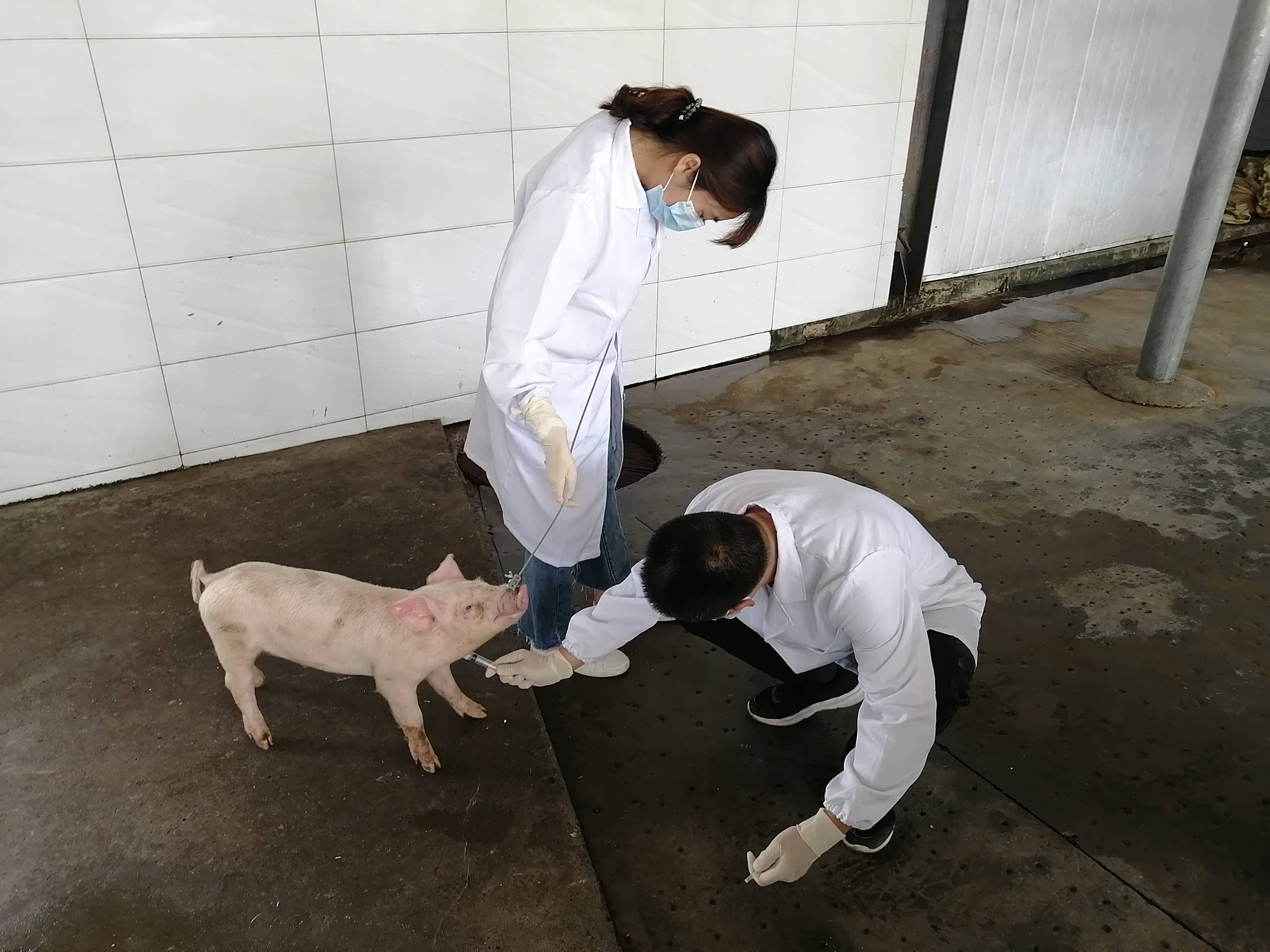 兽医和结构工程师哪个好,兽医和设计哪个更好  第2张